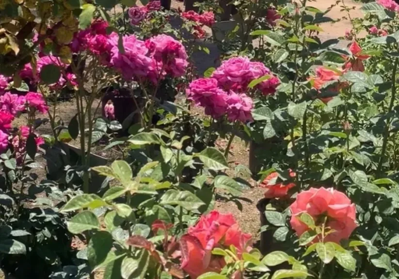 Pink and red flowers blooming in a garden nursery.