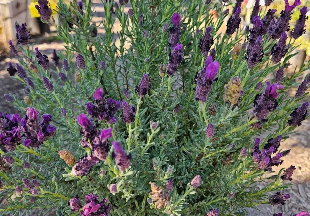 Close-up of vibrant purple flowers on green leafy stems.