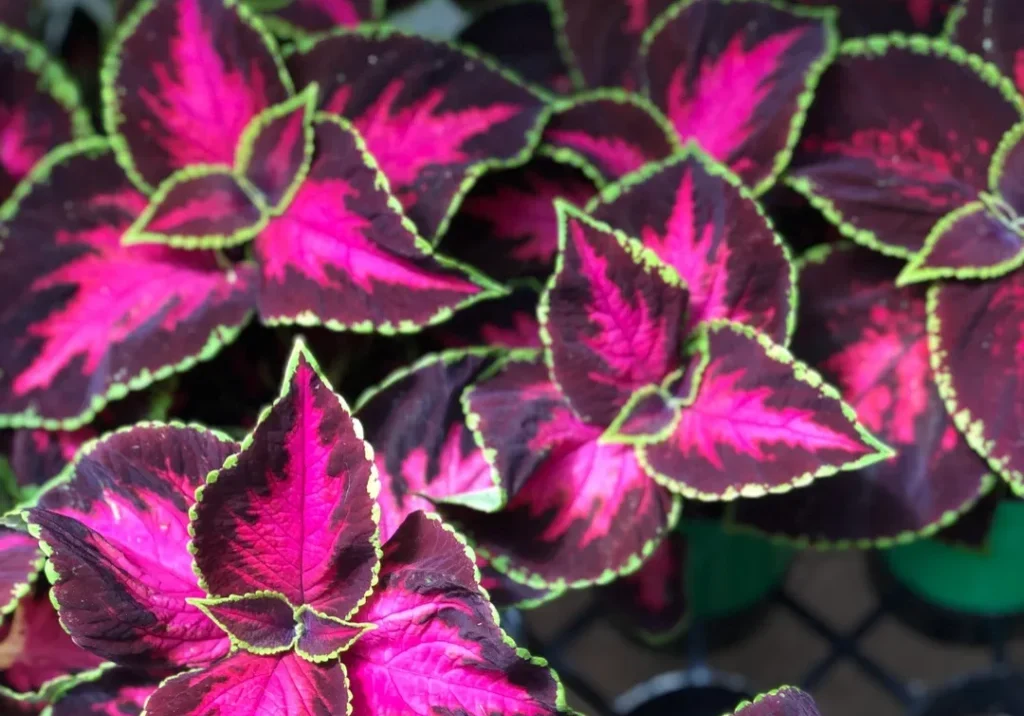 Close-up of vibrant pink and purple leaves with green edges.