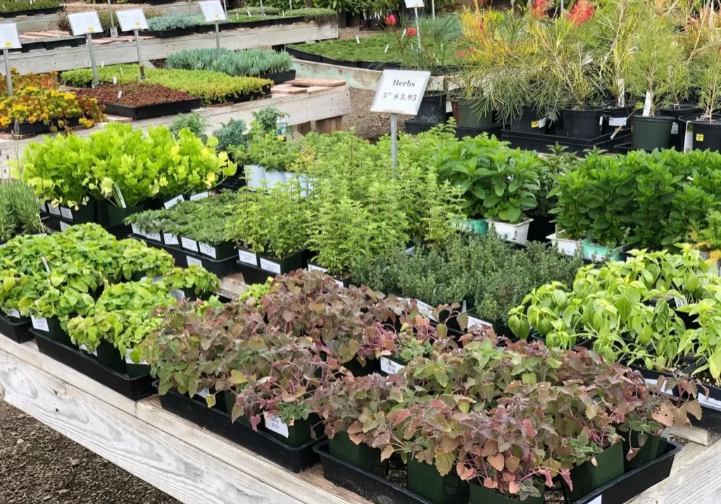 Fresh herbs and leafy greens displayed in trays.