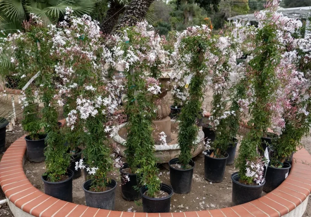Potted plants with delicate white and pink flowers.