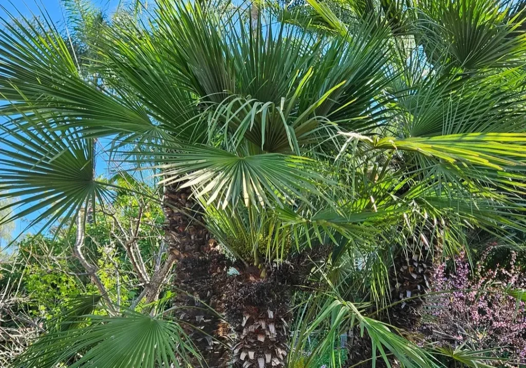 Tall palm tree with lush green fronds in Vista, CA.