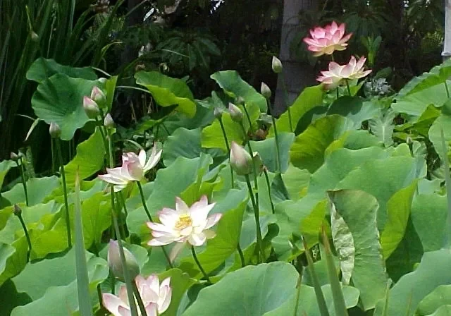 Beautiful lotus flowers blooming among lush green leaves.