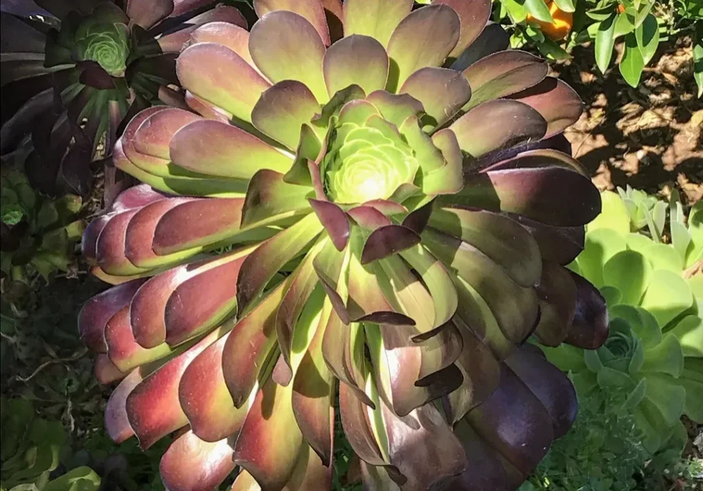 A vibrant succulent with green and purple leaves.