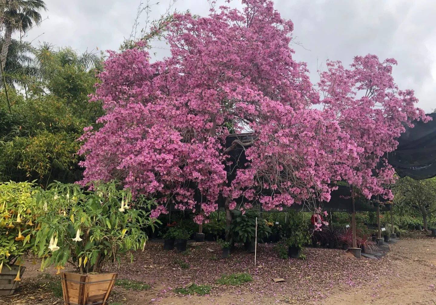 A tree covered in pink blossoms in a plant nursery.